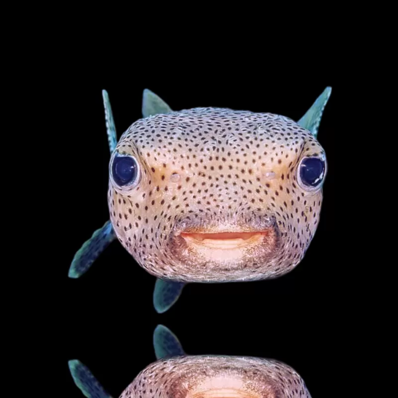 Möchten Sie Diodon Hystrix Igel kaufen? | Coralandfishstore.nl Möchten Sie Diodon Hystrix Igel kaufen? | Coralandfishstore.nl