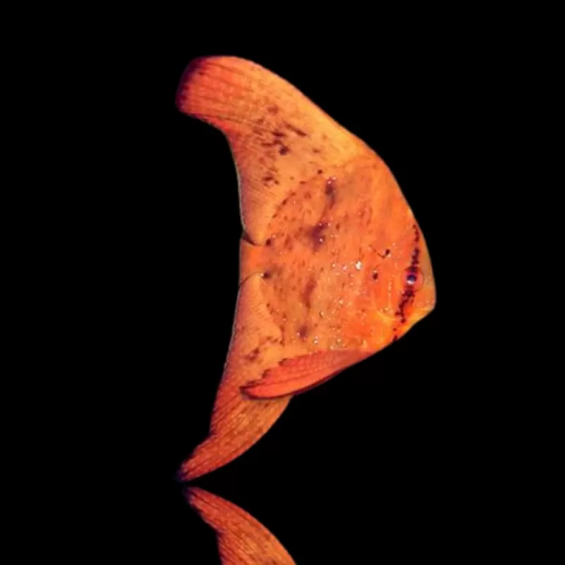 Platax orbicularis – Runder Fledermausfisch Platax orbicularis – Runder Fledermausfisch