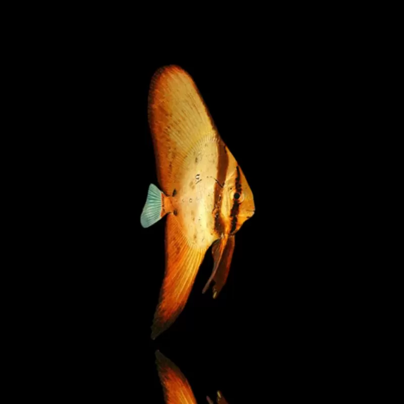 Platax orbicularis – Runder Fledermausfisch Platax orbicularis – Runder Fledermausfisch