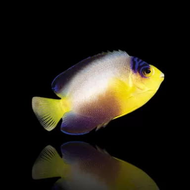 Kaufen Sie Centropyge Multicolor ?| Coralandfishstore.nl