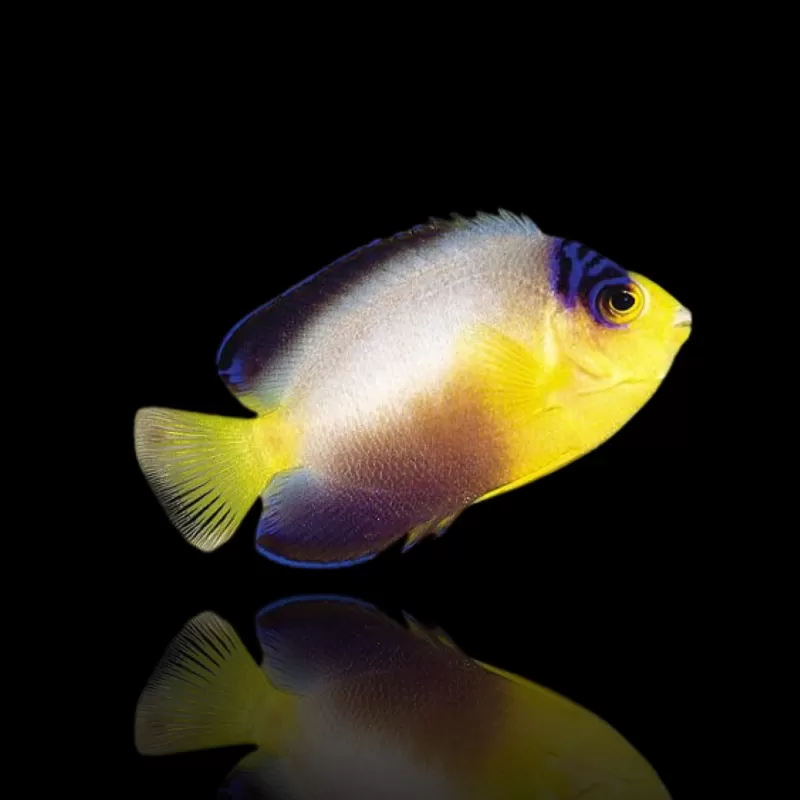 Kaufen Sie Centropyge Multicolor ?| Coralandfishstore.nl Kaufen Sie Centropyge Multicolor ?| Coralandfishstore.nl