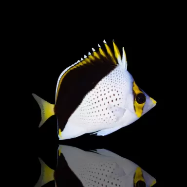 Möchten Sie Chaetodon Tinkeri kaufen? | Coralandfishstore.nl