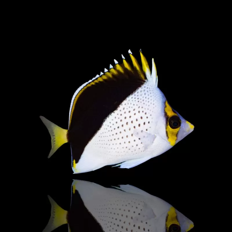 Möchten Sie Chaetodon Tinkeri kaufen? | Coralandfishstore.nl Möchten Sie Chaetodon Tinkeri kaufen? | Coralandfishstore.nl