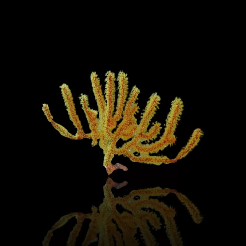 Kaufen Sie Menella Yellow S-Größe | Coralandfishstore.nl Kaufen Sie Menella Yellow S-Größe | Coralandfishstore.nl