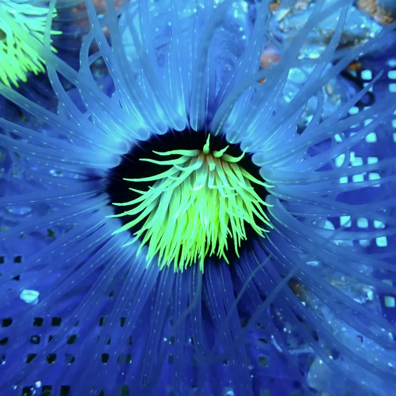 Pachycerianthus Orange kopen | Coralandfishstore.nl Pachycerianthus Orange kopen | Coralandfishstore.nl