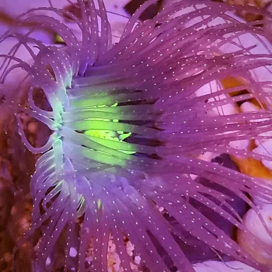 Pachycerianthus Orange kaufen | Coralandfishstore.nl Pachycerianthus Orange kaufen | Coralandfishstore.nl