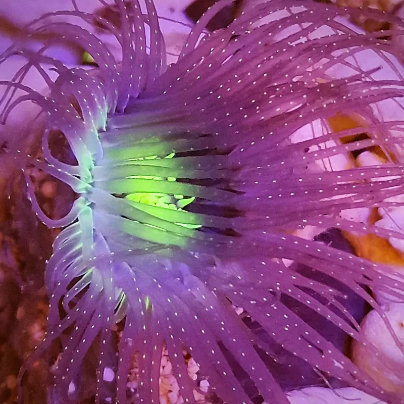 Kaufen Sie Pachycerianthus Orange | Coralandfishstore.nl Kaufen Sie Pachycerianthus Orange | Coralandfishstore.nl