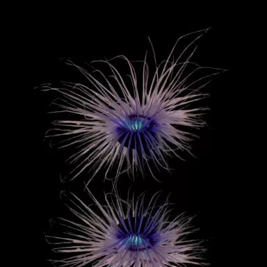 Pachycerianthus Orange kaufen | Coralandfishstore.nl Pachycerianthus Orange kaufen | Coralandfishstore.nl
