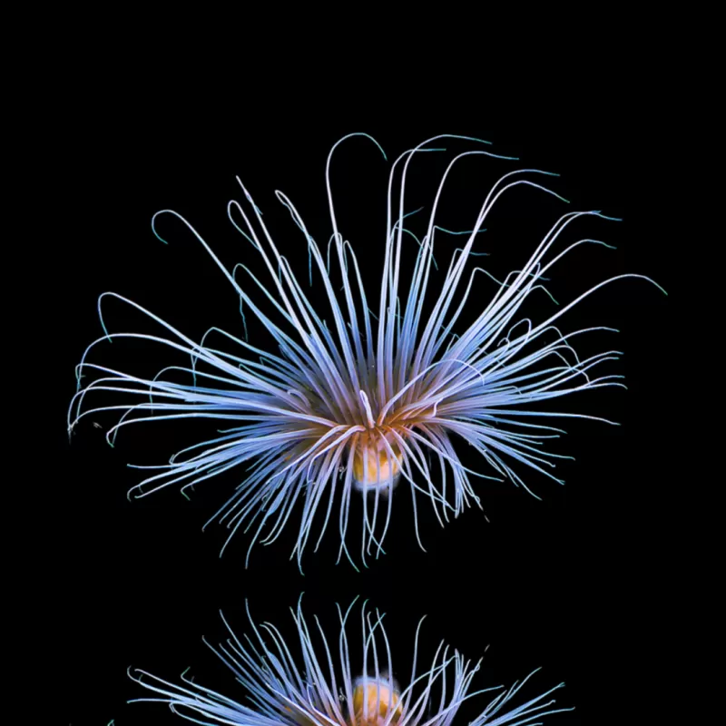 Pachycerianthus Orange kopen | Coralandfishstore.nl Pachycerianthus Orange kopen | Coralandfishstore.nl