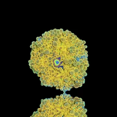 Ricordea Yuma gelb/gold kaufen | Coralandfishstore.nl