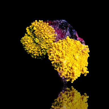 Ricordea Yuma gelb/gold kaufen | Coralandfishstore.nl