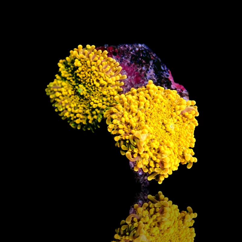 Ricordea Yuma yellow / gold kopen | Coralandfishstore.nl Ricordea Yuma yellow / gold kopen | Coralandfishstore.nl