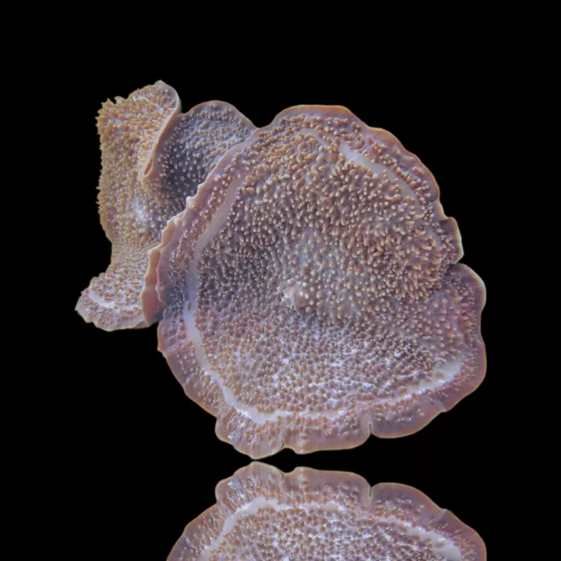 Möchten Sie Amplexidiscus Fenestrafer kaufen? l Coralandfishstore.nl Möchten Sie Amplexidiscus Fenestrafer kaufen? l Coralandfishstore.nl