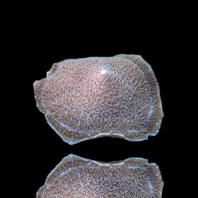 Möchten Sie Amplexidiscus Fenestrafer kaufen? l Coralandfishstore.nl Möchten Sie Amplexidiscus Fenestrafer kaufen? l Coralandfishstore.nl