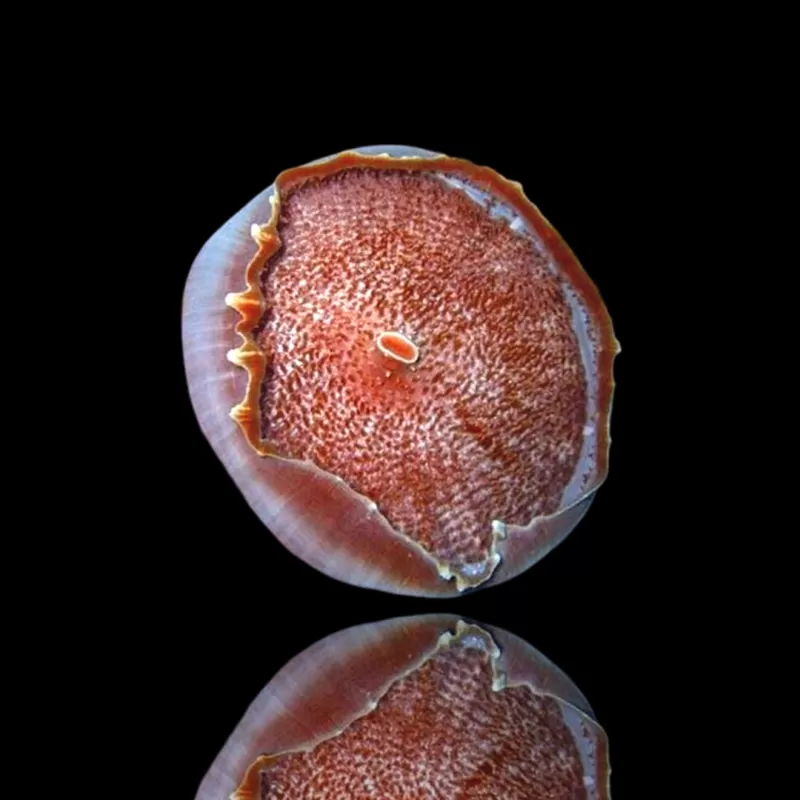 Möchten Sie Amplexidiscus Fenestrafer kaufen? l Coralandfishstore.nl Möchten Sie Amplexidiscus Fenestrafer kaufen? l Coralandfishstore.nl