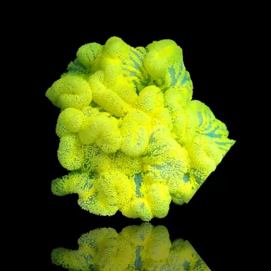 Stichodactyla Gigantea - Teppichanemone-Gelb kaufen? | Coralandfishstore.nl