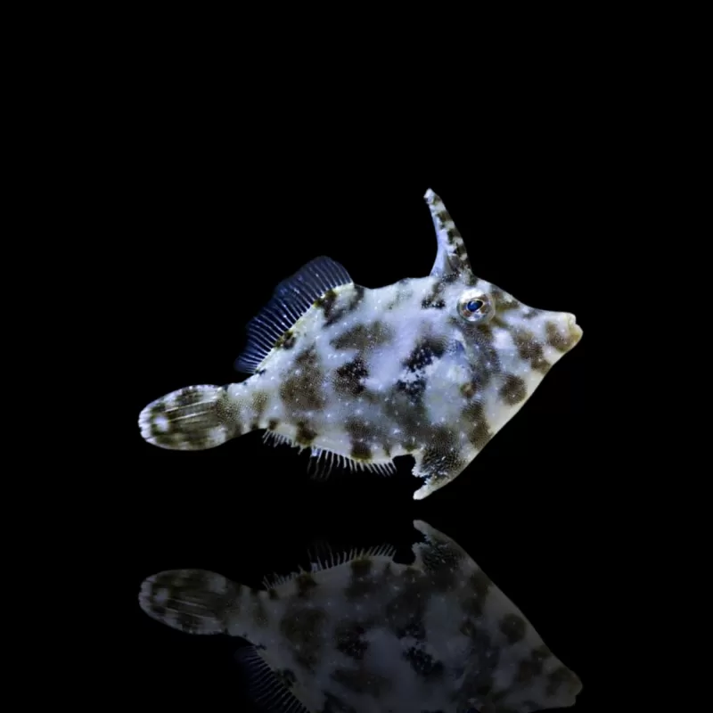 Korallen- und Fischgeschäft - areichthys-tomentosus-s Korallen- und Fischgeschäft - areichthys-tomentosus-s