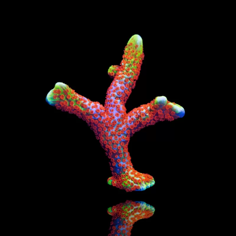 Kaufen Sie Montipora digitata Forestfire | Coralandfishstore.nl Kaufen Sie Montipora digitata Forestfire | Coralandfishstore.nl