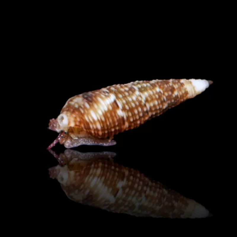 Cerithium sp. kaufen? | Coralandfishstore.nl Cerithium sp. kaufen? | Coralandfishstore.nl