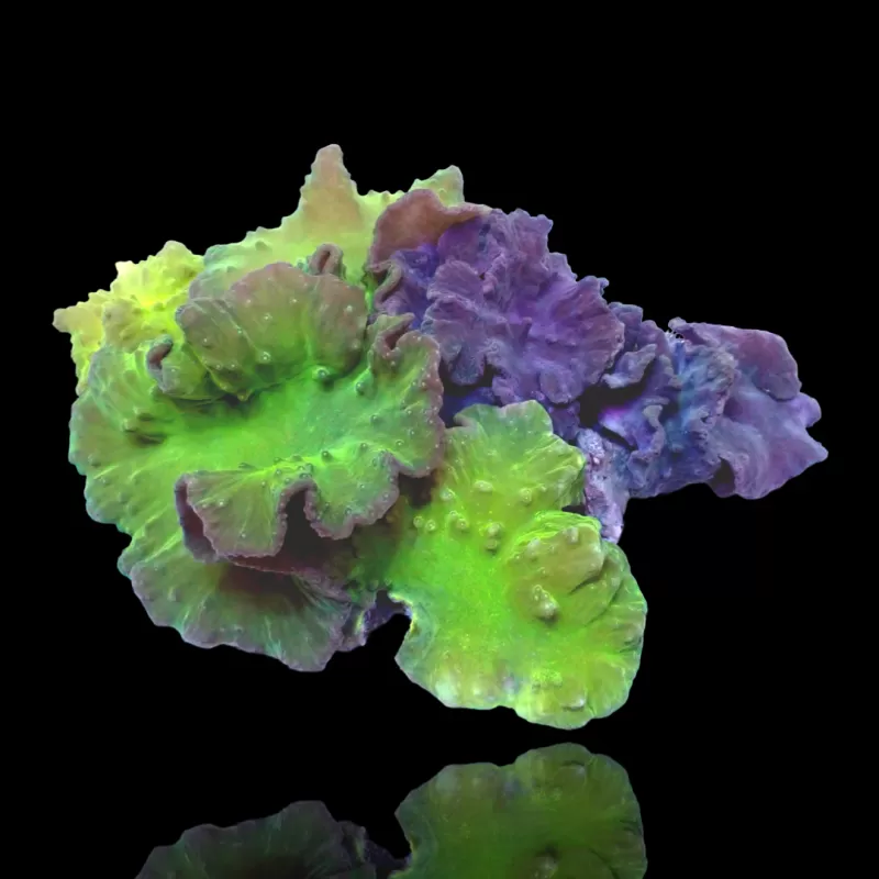 Jardin de Sinularia Dura