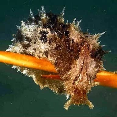 Möchten Sie den Seehasen Dolabella Auricularia kaufen? | Coralandfishstore.nl
