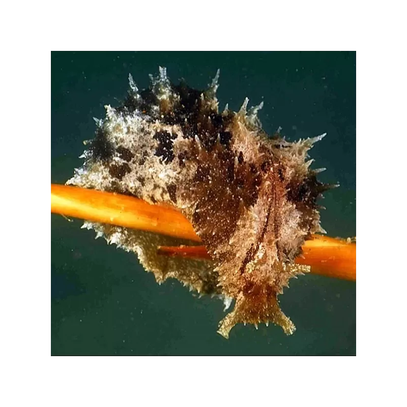 Dolabella Auricularia de zeehaas kopen? | Coralandfishstore.nl Dolabella Auricularia de zeehaas kopen? | Coralandfishstore.nl