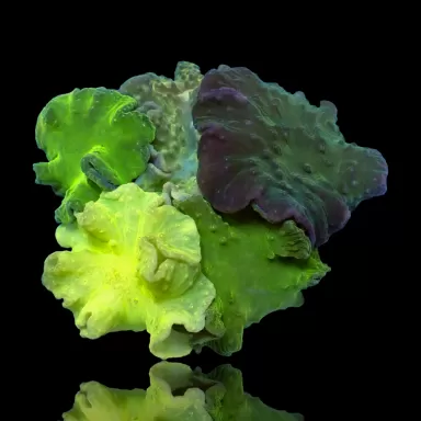 Acheter Sinularia Dura Garden? Coralandfishstore.nl