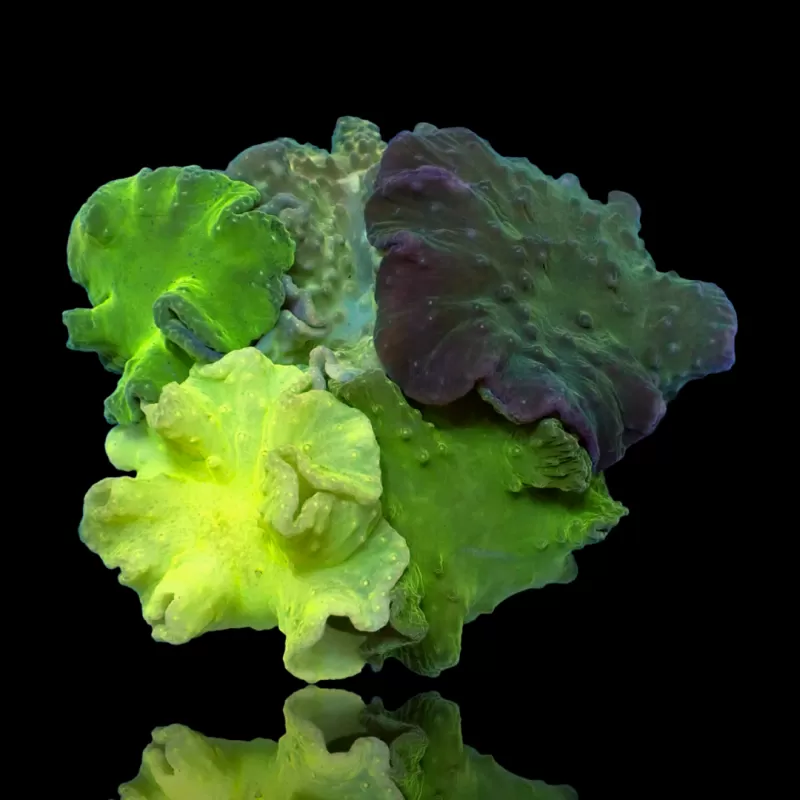 Jardin de Sinularia Dura