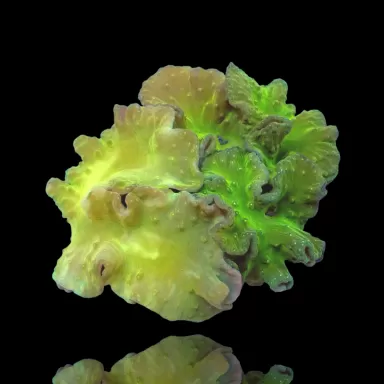 Acheter Sinularia Dura Garden? Coralandfishstore.nl