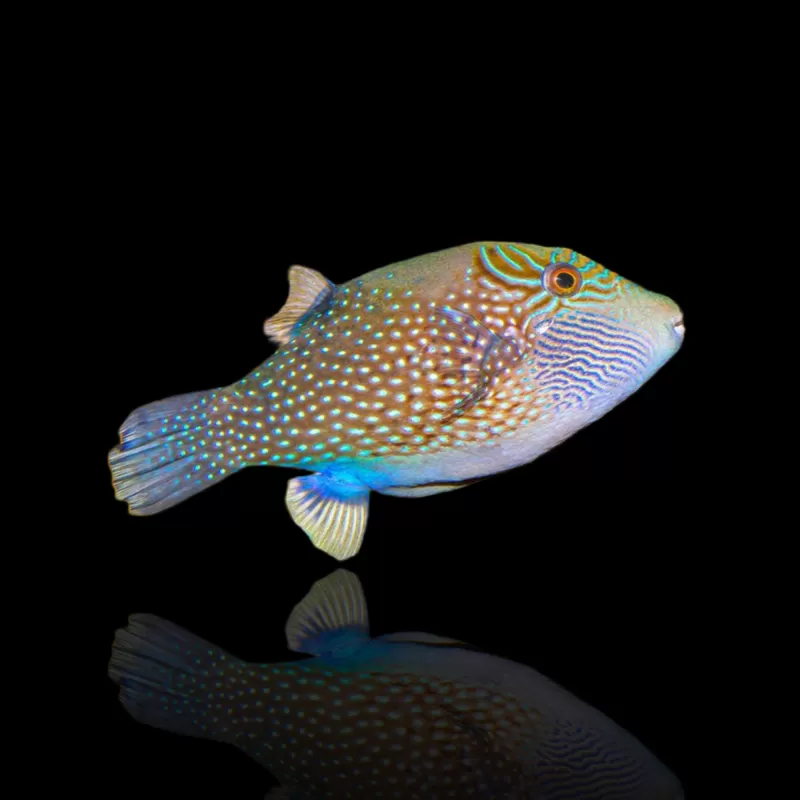 Möchten Sie Canthigaster Amboinensis bestellen? l Coralandfishstore.nl Möchten Sie Canthigaster Amboinensis bestellen? l Coralandfishstore.nl