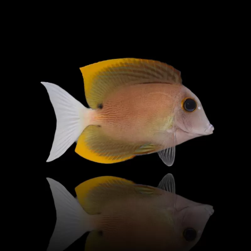 Möchten Sie Ctenochaetus Tominiensis kaufen? | Coralandfishstore.nl Möchten Sie Ctenochaetus Tominiensis kaufen? | Coralandfishstore.nl