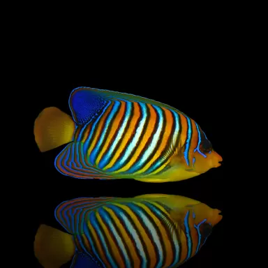 Pygoplites Diacanthus | Coralandfishstore.nl