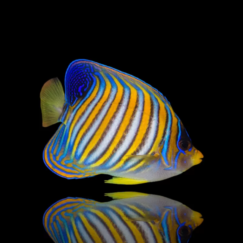 Pygoplites Diacanthus | Coralandfishstore.nl Pygoplites Diacanthus | Coralandfishstore.nl