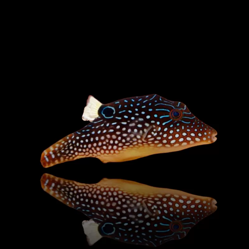 Möchten Sie Canthigaster margaritata kaufen? Coralanfishstore.nl Möchten Sie Canthigaster margaritata kaufen? Coralanfishstore.nl