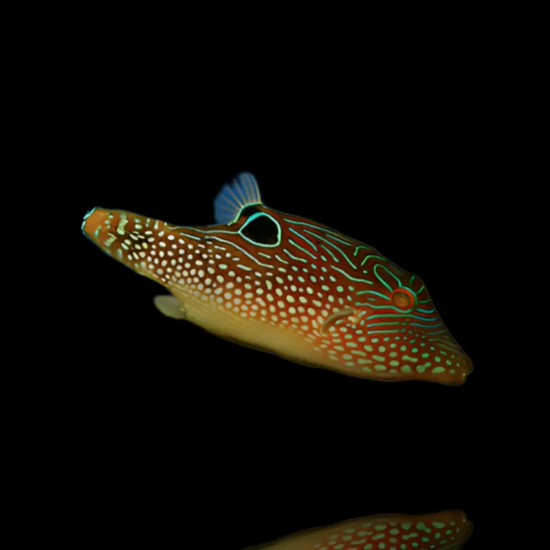 Möchten Sie Canthigaster margaritata kaufen? Coralanfishstore.nl Möchten Sie Canthigaster margaritata kaufen? Coralanfishstore.nl