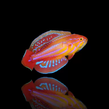 Möchten Sie Paracheilinus attenuatus kaufen? | Coralandfishstore.nl