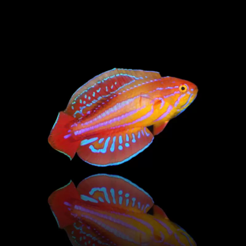 Möchten Sie Paracheilinus attenuatus kaufen? | Coralandfishstore.nl
