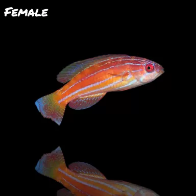 Paracheilinus attenuatus kopen ? | Coralandfishstore.nl