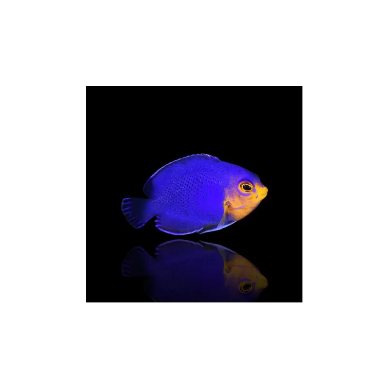 Kaufen Sie Centropyge Argi ?| Coralandfishstore.nl Kaufen Sie Centropyge Argi ?| Coralandfishstore.nl