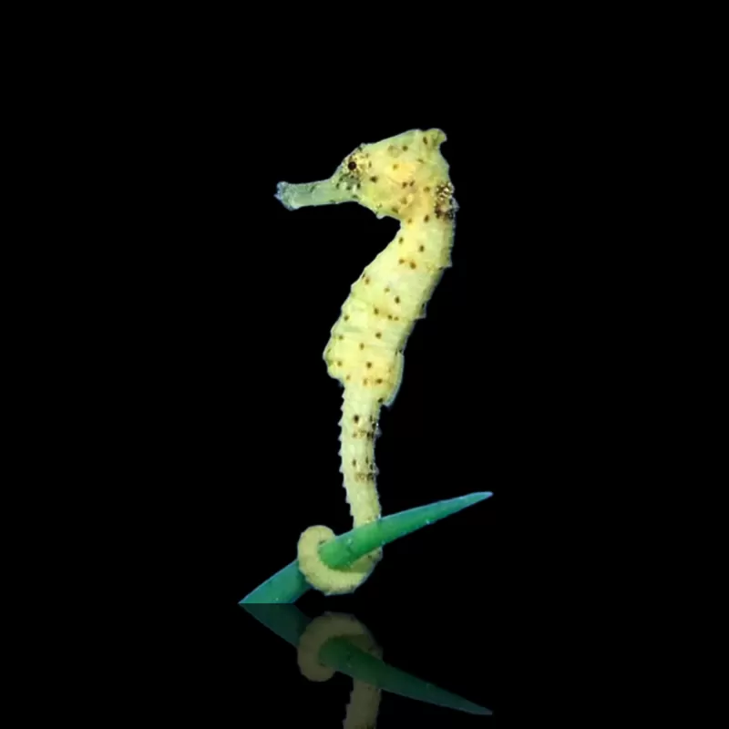 Möchten Sie Hippocampus Kuda kaufen? | Coralandfishstore.nl Möchten Sie Hippocampus Kuda kaufen? | Coralandfishstore.nl