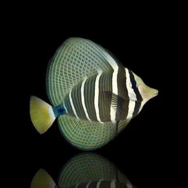 Zebrasoma veliferum| Coralandfishstore.nl