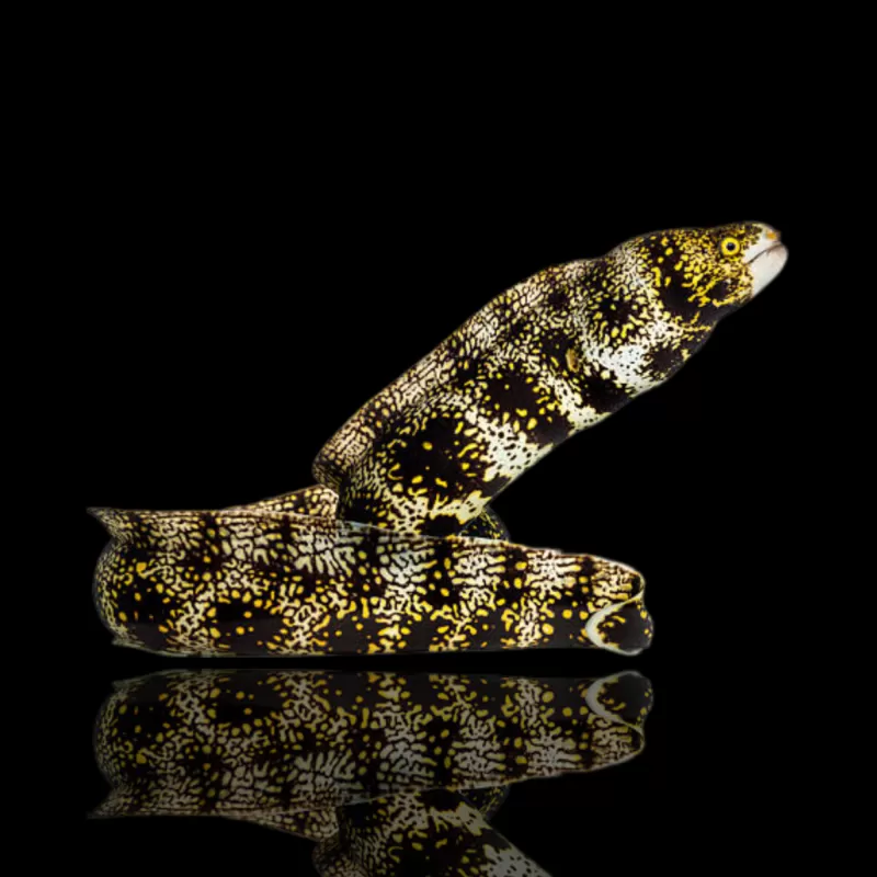 Möchten Sie Echidna nebulosa (S) kaufen? l Coralandfishstore.nl
