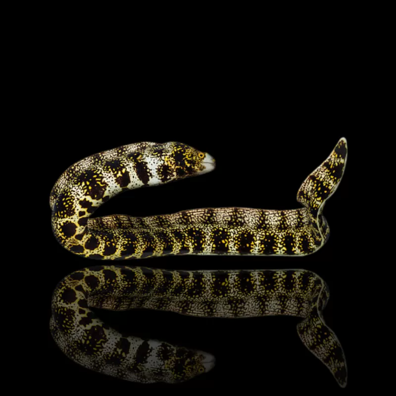 Möchten Sie Echidna nebulosa (S) kaufen? l Coralandfishstore.nl Möchten Sie Echidna nebulosa (S) kaufen? l Coralandfishstore.nl