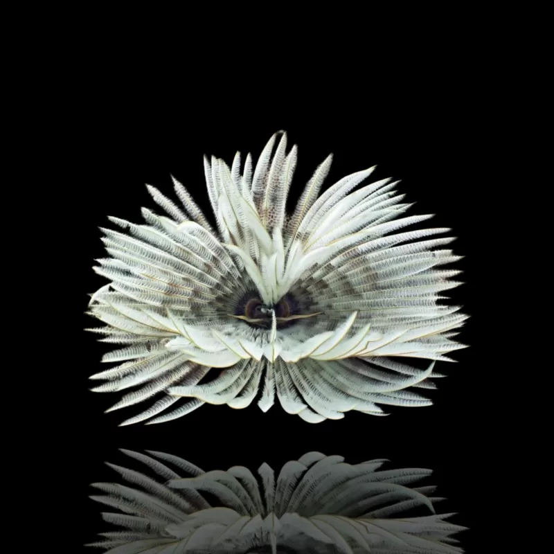 Sabellastarte sp. Lila oder Weiß Klein | Coralandfishstore.nl Sabellastarte sp. Lila oder Weiß Klein | Coralandfishstore.nl