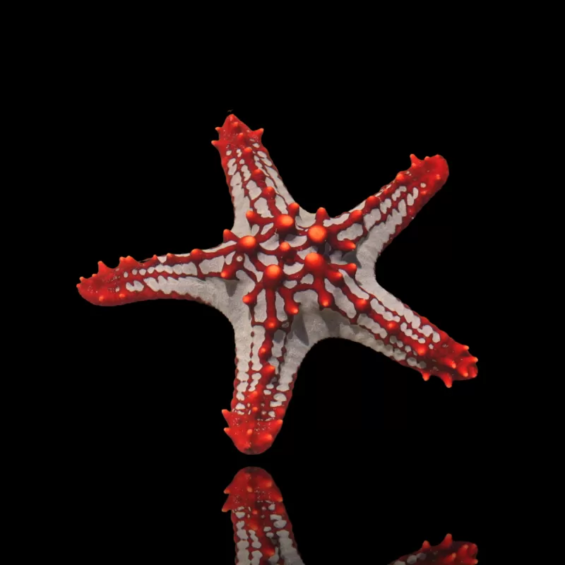 Protoreaster Linckii – roter Knotenseestern? Coralandfishstore.nl Protoreaster Linckii – roter Knotenseestern? Coralandfishstore.nl