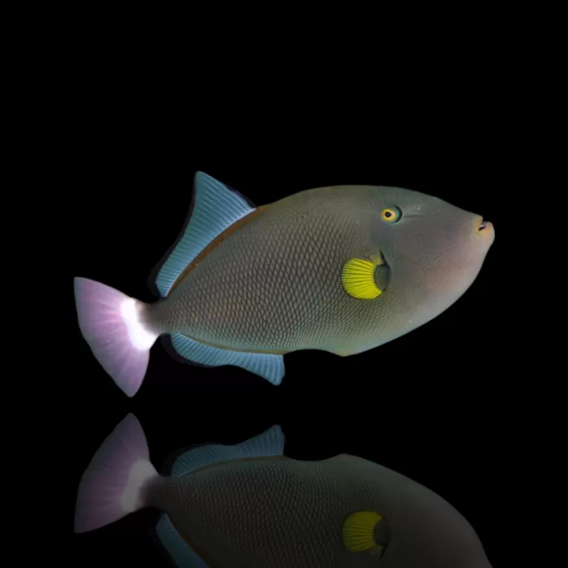 Melichthys Vidua Kaufen ?| Coralandfishstore.nl Melichthys Vidua Kaufen ?| Coralandfishstore.nl