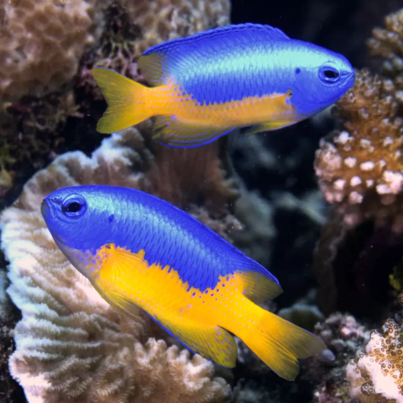 Möchten Sie Pomacentrus auriventris kaufen? Coralandfishstore.nl Möchten Sie Pomacentrus auriventris kaufen? Coralandfishstore.nl