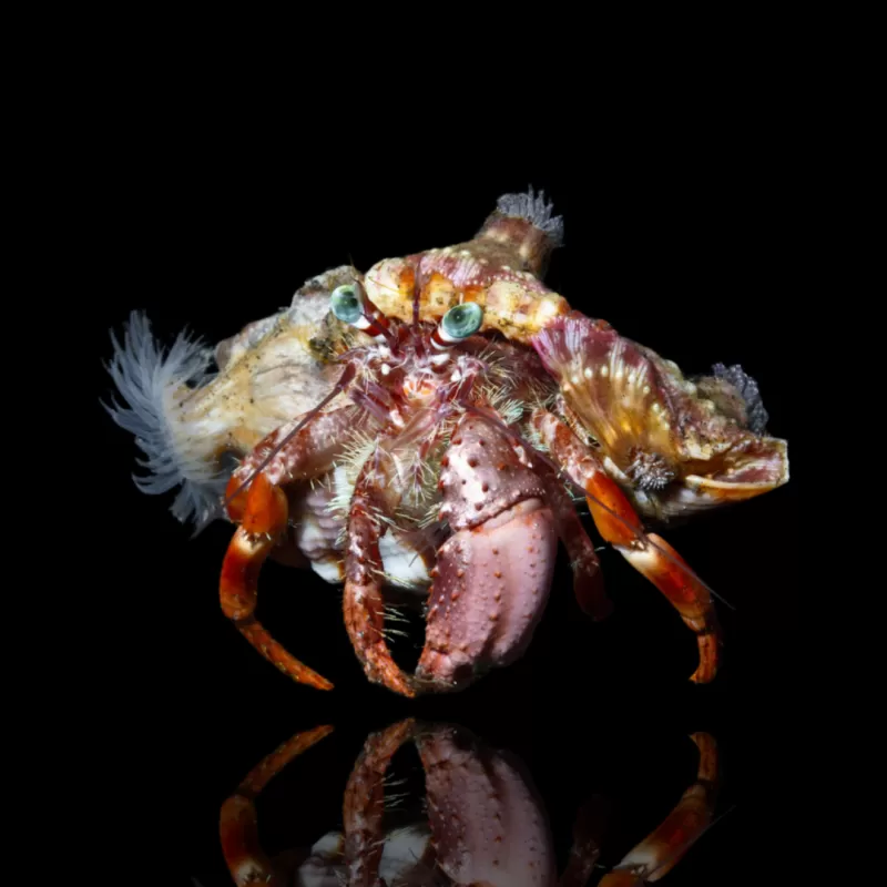 Möchten Sie Dardanus Pedunculatus - Anemonen-Einsiedlerkrebs kaufen? | Coralandfishstore.nl Möchten Sie Dardanus Pedunculatus - Anemonen-Einsiedlerkrebs kaufen? | Coralandfishstore.nl