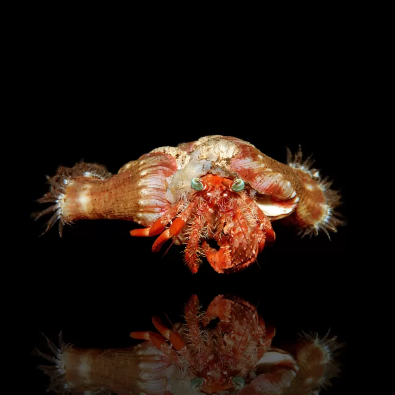 Möchten Sie Dardanus Pedunculatus - Anemonen-Einsiedlerkrebs kaufen? | Coralandfishstore.nl Möchten Sie Dardanus Pedunculatus - Anemonen-Einsiedlerkrebs kaufen? | Coralandfishstore.nl
