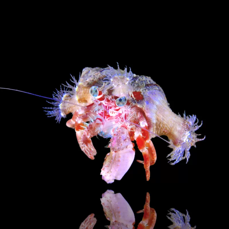 Möchten Sie Dardanus Pedunculatus - Anemonen-Einsiedlerkrebs kaufen? | Coralandfishstore.nl Möchten Sie Dardanus Pedunculatus - Anemonen-Einsiedlerkrebs kaufen? | Coralandfishstore.nl